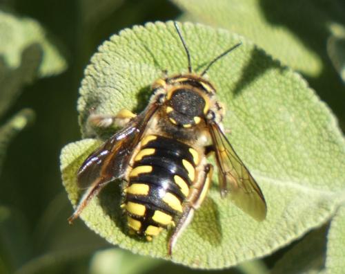Anthidium florentinum